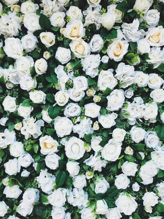 Wall of white and cream roses with green foliage